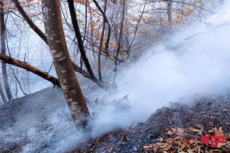 Fire breaks out in forest area as next shelling of Azerbaijan’s Goygol by Armenians