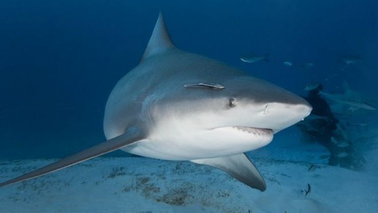 Pregnant woman rescues husband from shark attack in Florida