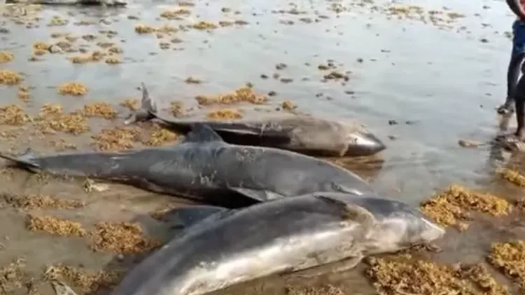 Ghanaian authorities investigate after 60 dead dolphins appear