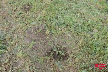 750 trees planted in Gubadli within framework of “Green Marathon”