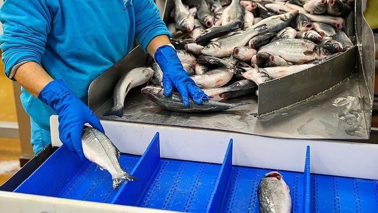 Turkey's aquaculture exports exceed $1B in 2020