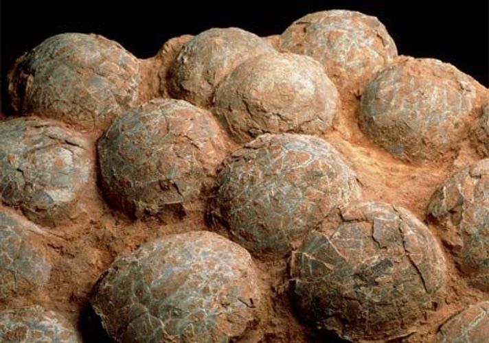 Cretaceous dinosaur egg fossils found in east China