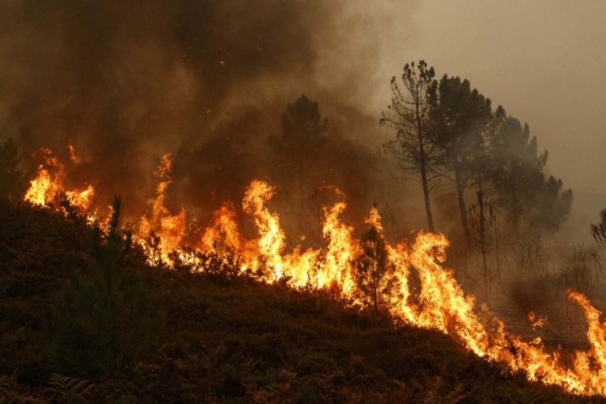 Rescuing of animals damaged by fire-APA TV REPORTS FROM TURKEY  