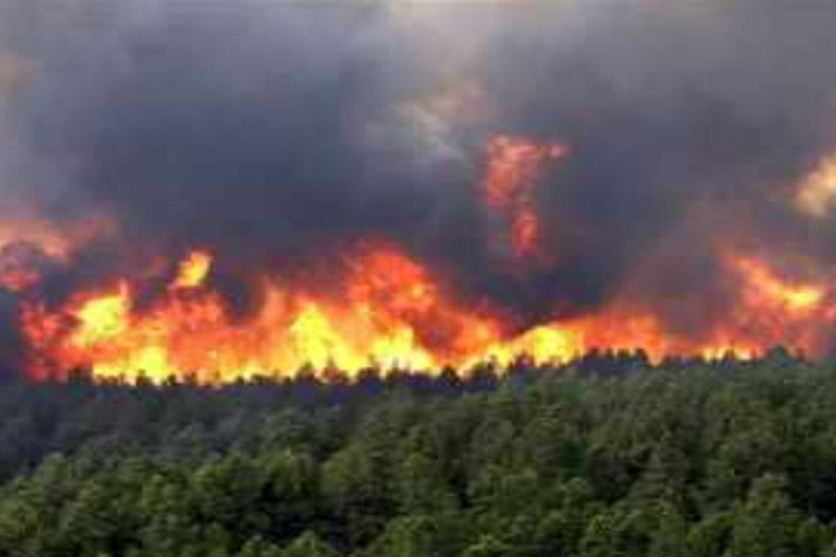 Four killed in forest fire in Iran