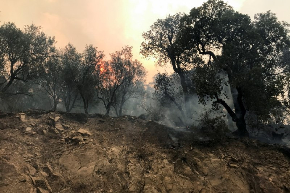 Algeria, Forest fires
