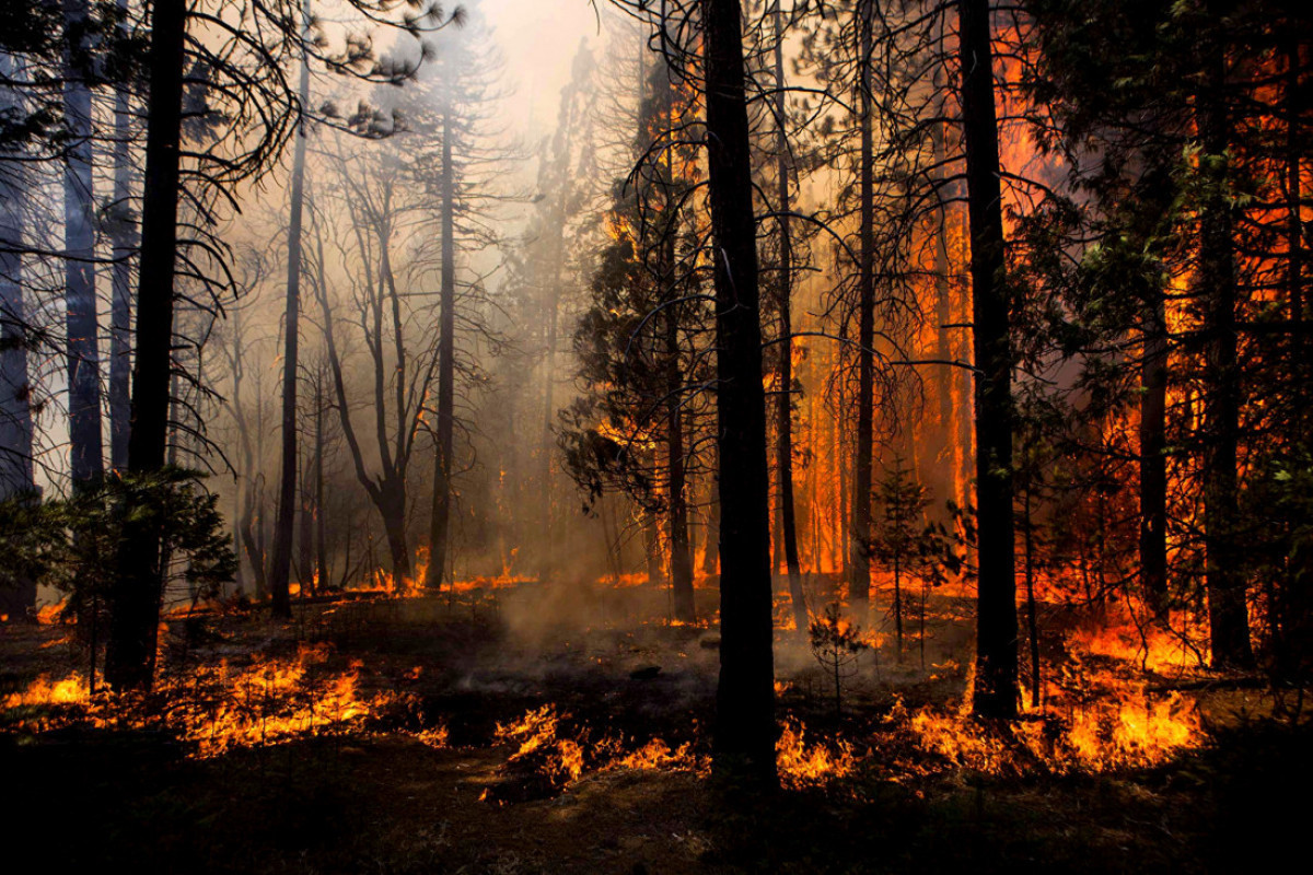 Algerian wildfires leave dozens of soldiers and civilians dead