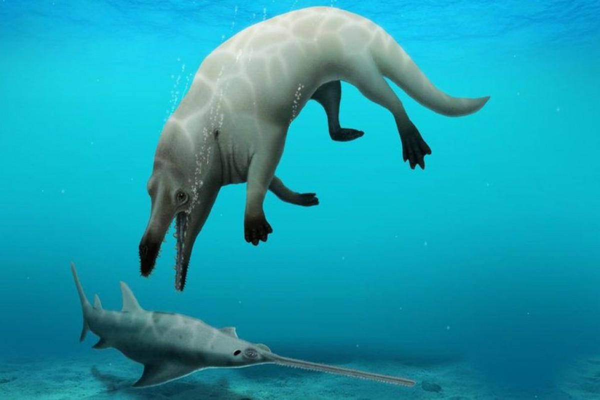 four-legged whale