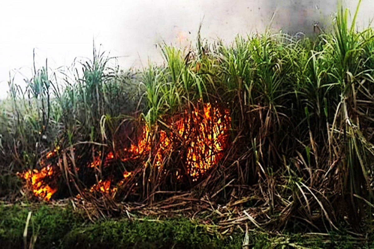 Fire broke out in Gizilagac National Park
