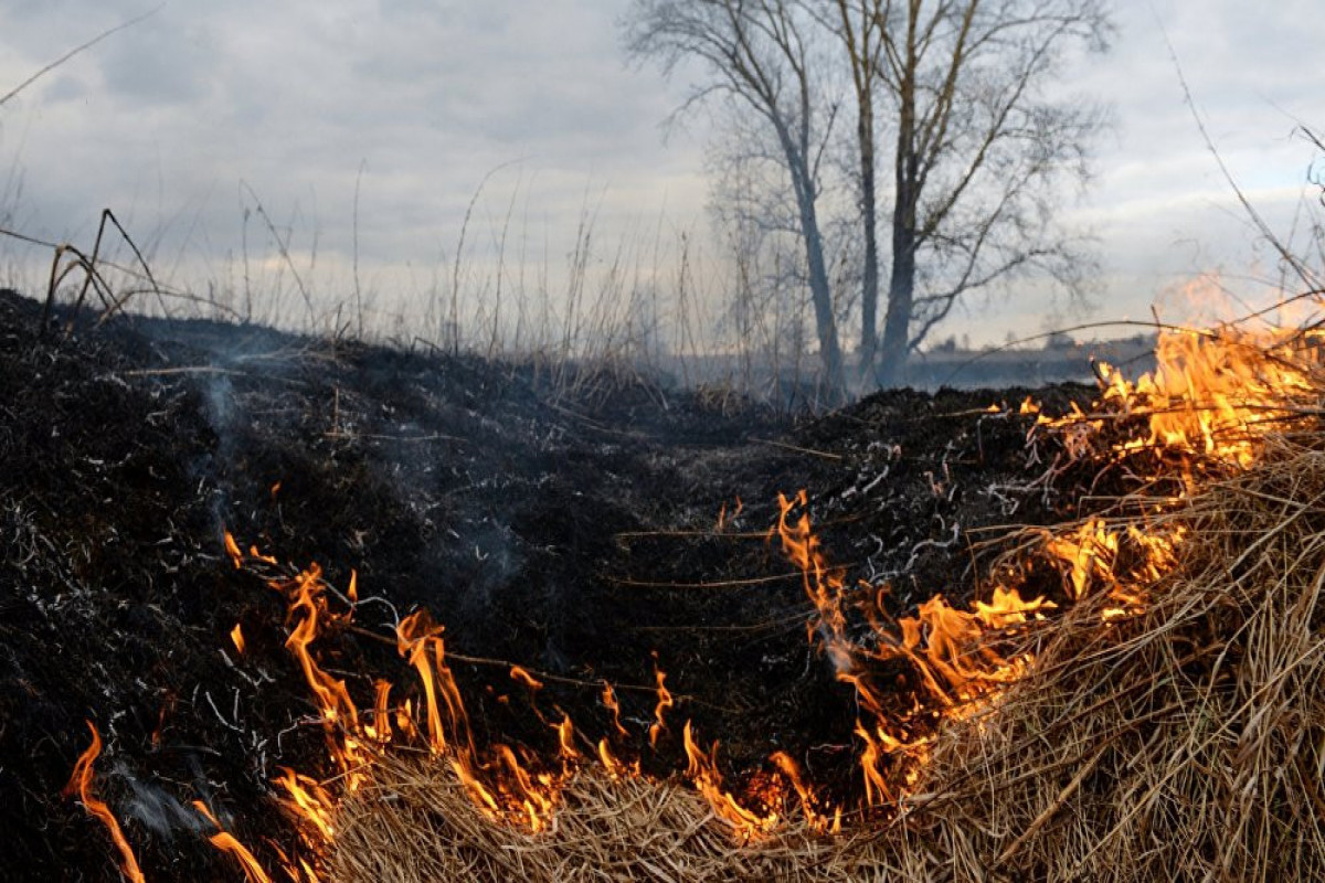 Fire in mountainous area in Ismayilli extinguished
