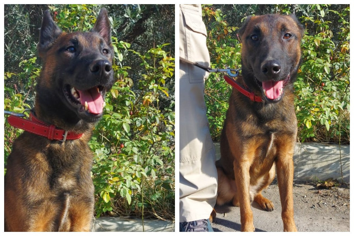 US Marshall Legacy Institute sends 8 more mine detection dogs to Azerbaijan 