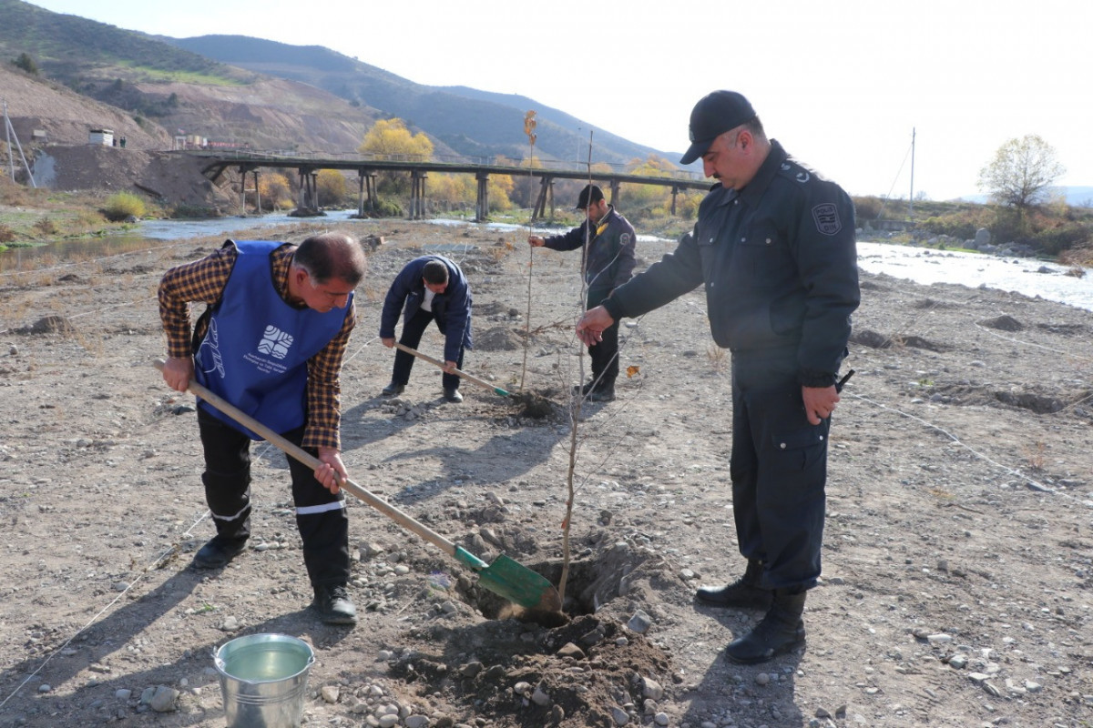 Tree-planting campaign held in Lachin