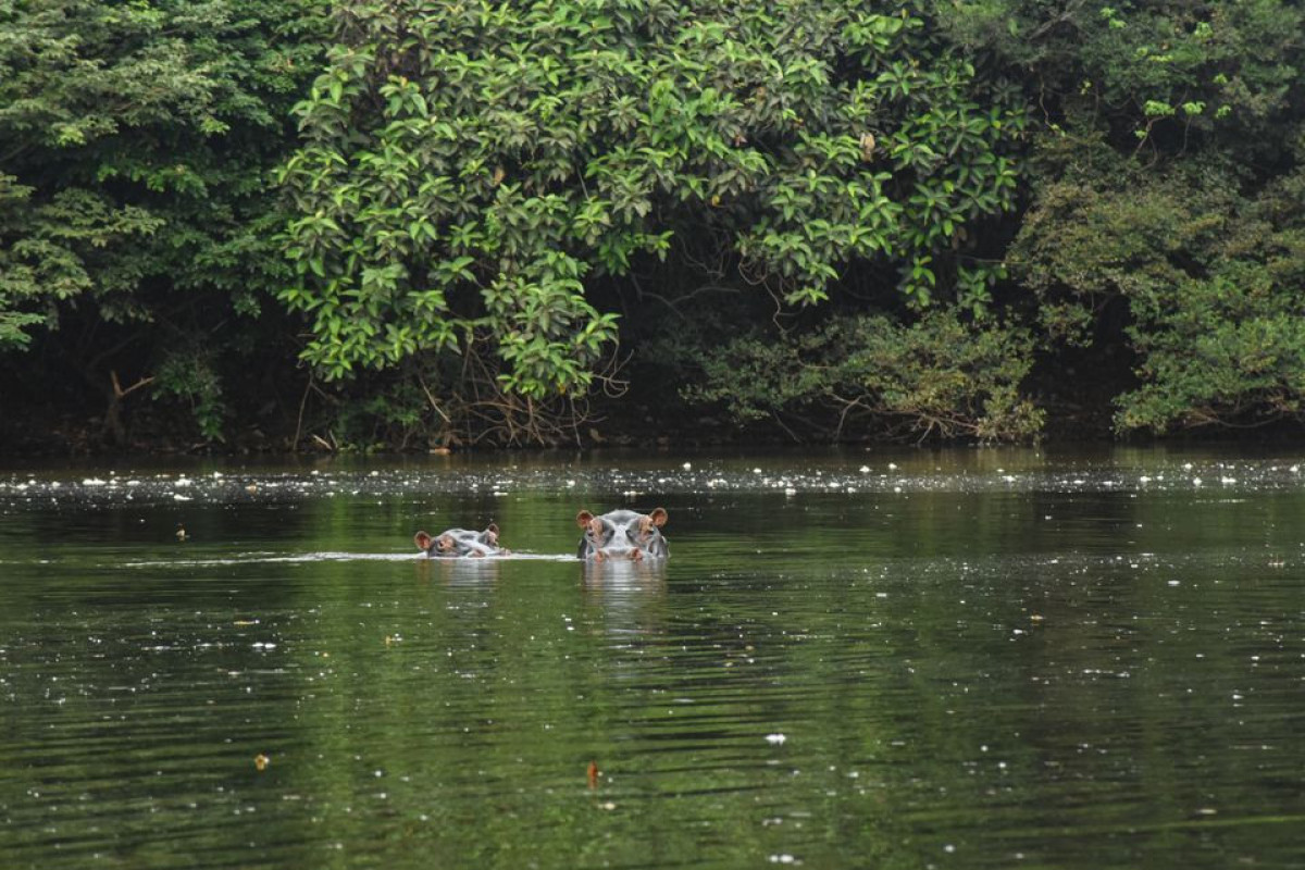 Two hippos in Belgian zoo test positive for COVID-19
