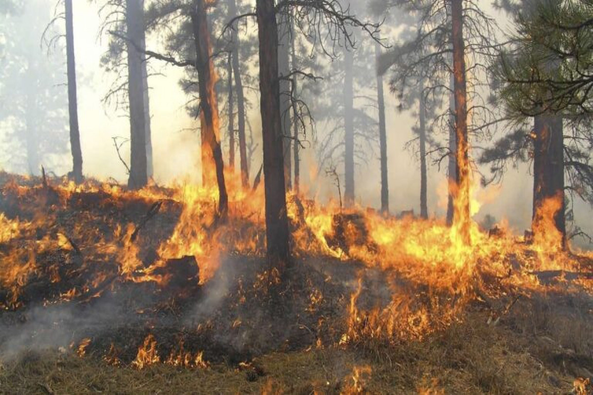 Forest fires continue in Iran