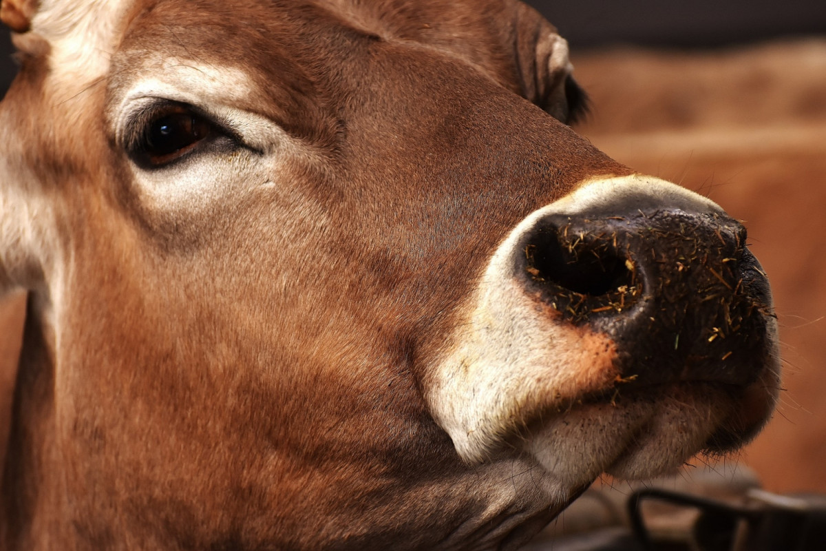 Kazakhstan to ban export of live cattle from Dec 25