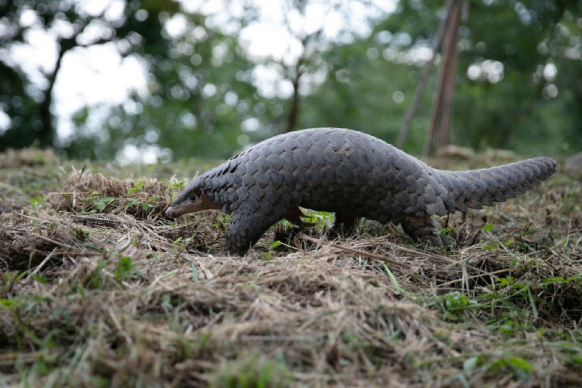 2 world's rare species discovered in northern Myanmar