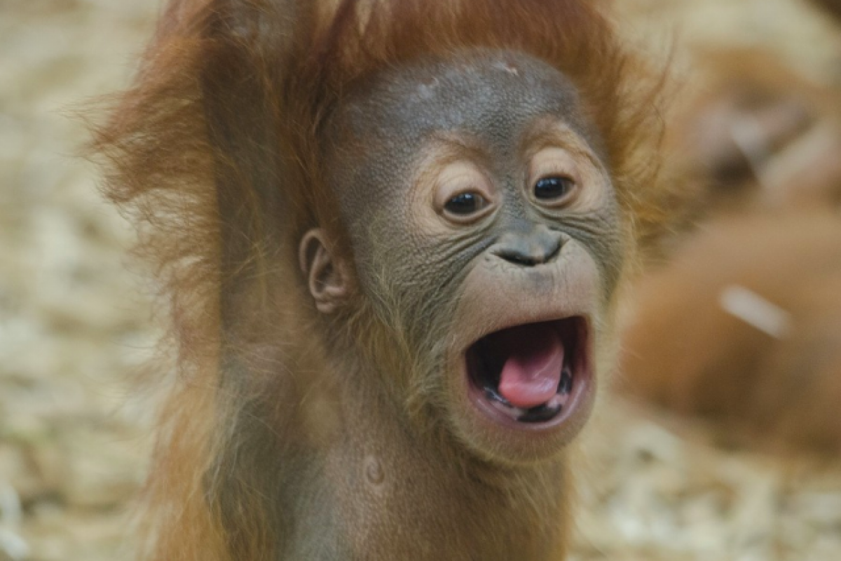 Endangered orangutan at New Orleans zoo gives birth to healthy baby