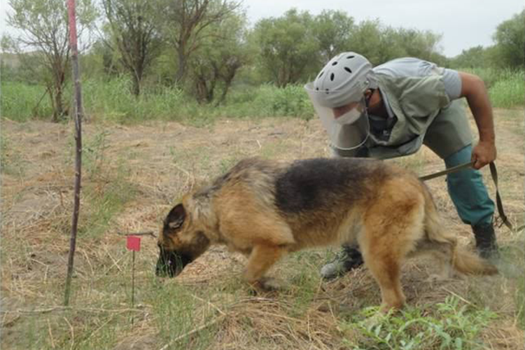 Turkey's Defense Ministry presents 10 mine-detection dogs to Azerbaijan