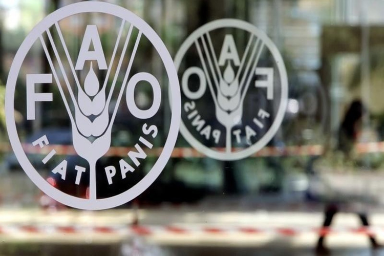 Another surge in the value of FAO Food Price Index in January