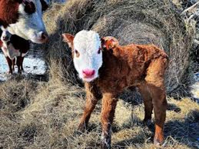Texas ranchers scramble to keep animals alive in unusual cold
