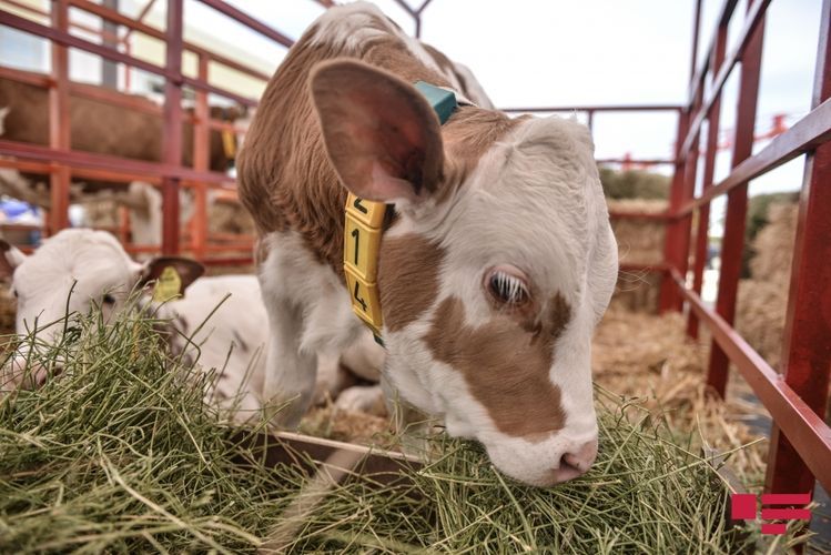 Imports of pedigreed cattle and chickens exempt from customs duties in Azerbaijan