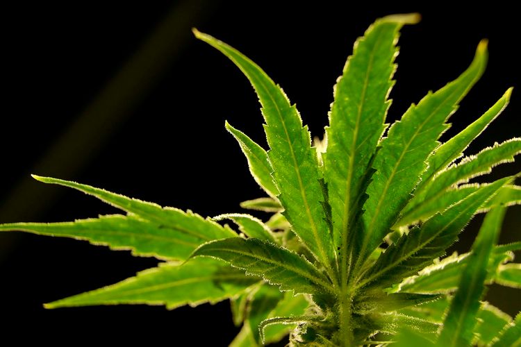 Virginia becomes 16th U.S. state to legalize marijuana