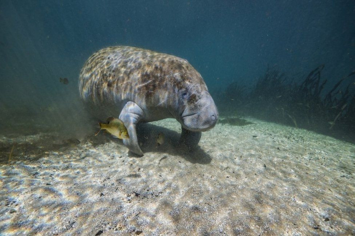 Florida breaks manatee death record in first six months of 2021