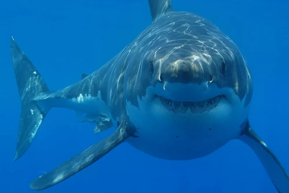 Shark