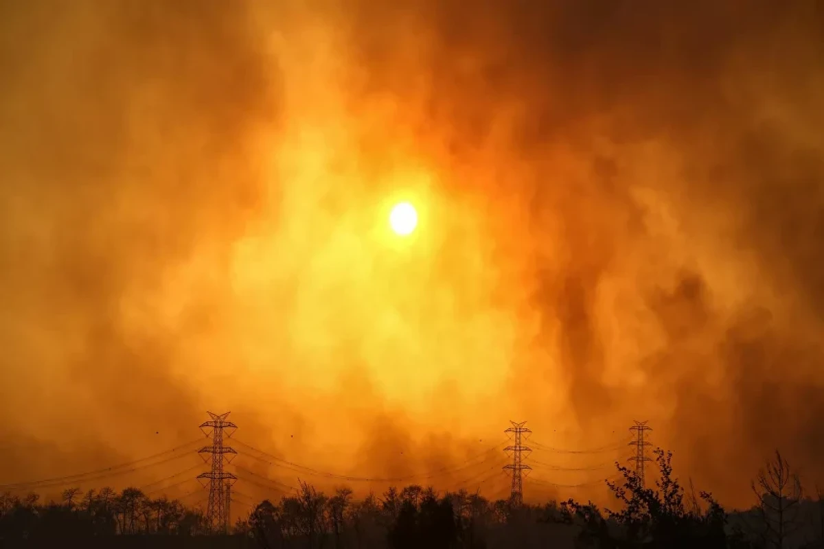 Forest fires