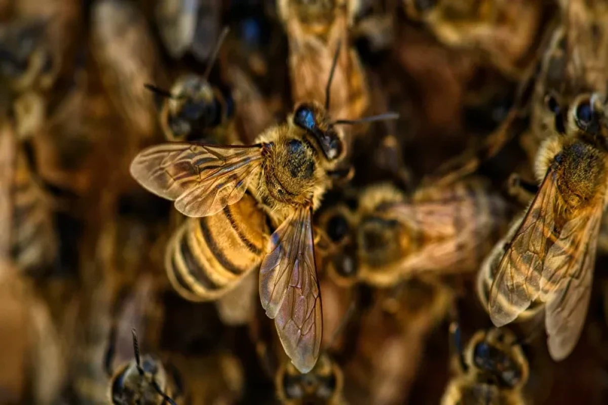 At least one dead, several injured after bee attack in Arizona