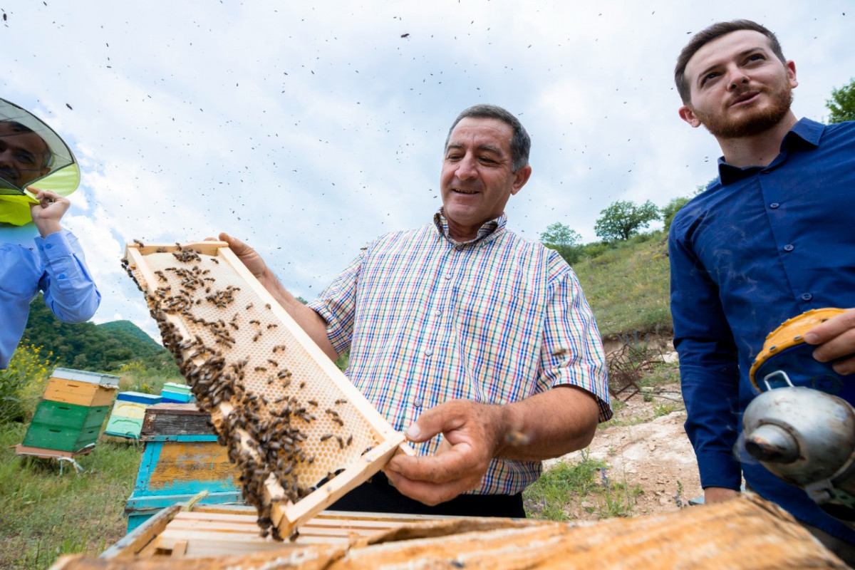 Relocation of sheep breeding and beekeeping farms to Kalbajar pastures completed-PHOTO 