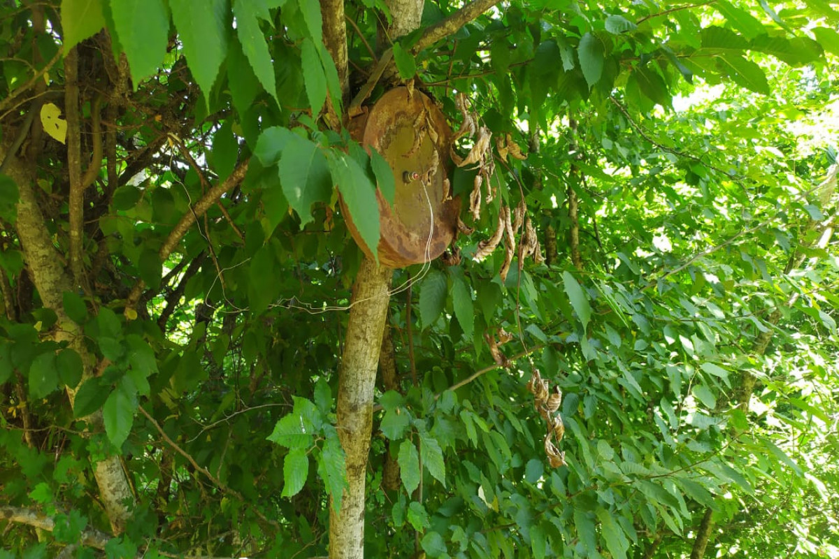 Anti-personnel mine set up to tree by Armenians found in Azerbaijan's Khojavand