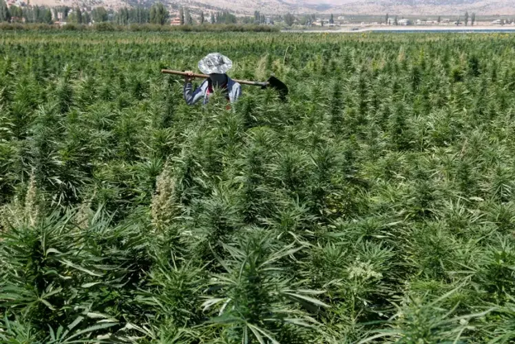 Seventeen tonnes of cannabis resin bound for Libya seized in Niger