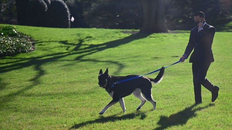 Biden's dog Major bites again at White House