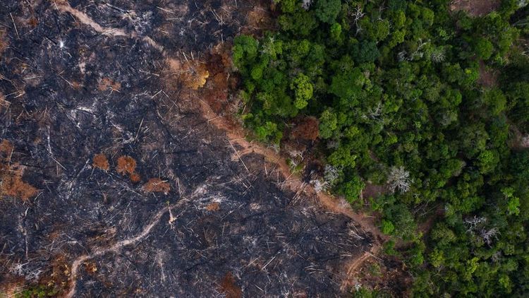 Destruction of world's forests increased sharply in 2020