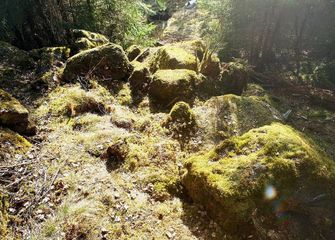 Bronze Age treasure found in Swedish forest by mapmaker - PHOTO