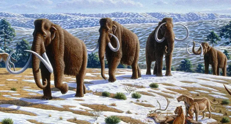 Rare ice age mammoth bone found in Florida