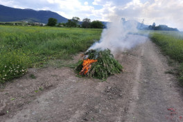 800 kg of drugs found in the liberated from occupation area of Agdam