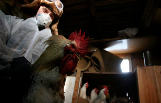 Russian scientists create strain for bird flu vaccine