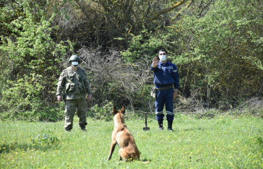 Turkish Defense Ministry presents mine detection dogs to the Azerbaijan's MES-PHOTO -VIDEO 