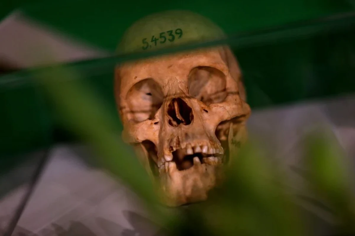 Germany apologises for colonial-era genocide in Namibia