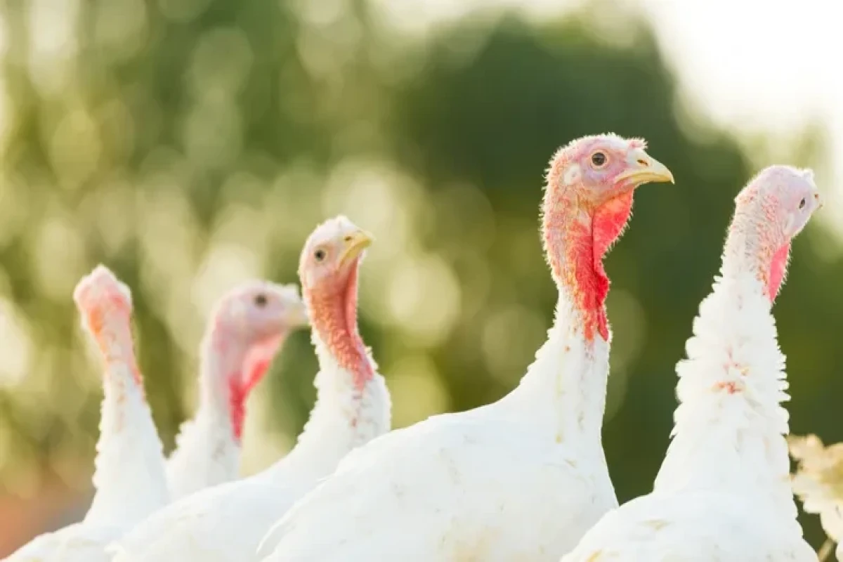Denmark reports outbreak of bird flu at turkey farm