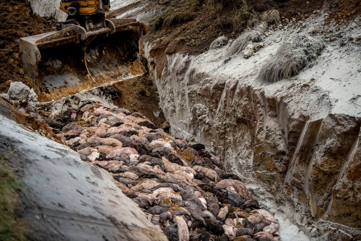 Danish PM denies she knew order for mink kill was not legally valid