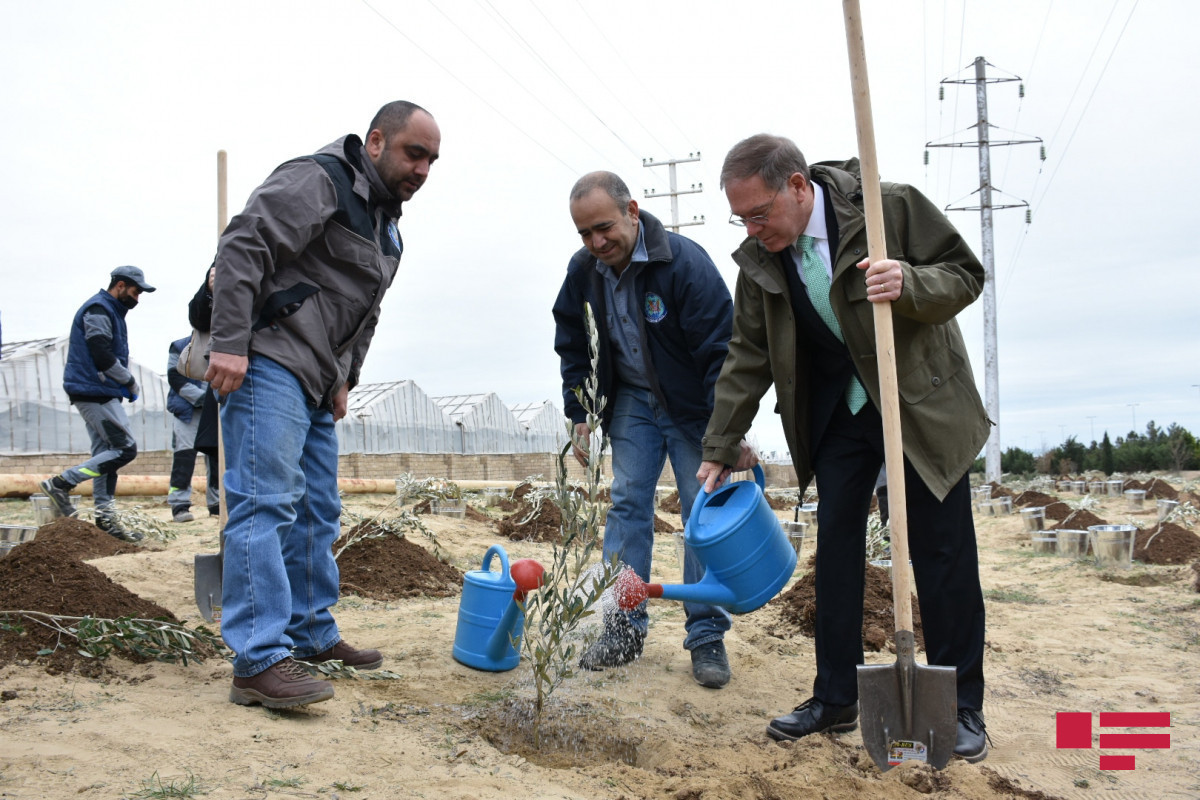 US embassy held  tree-planting campaign in Baku