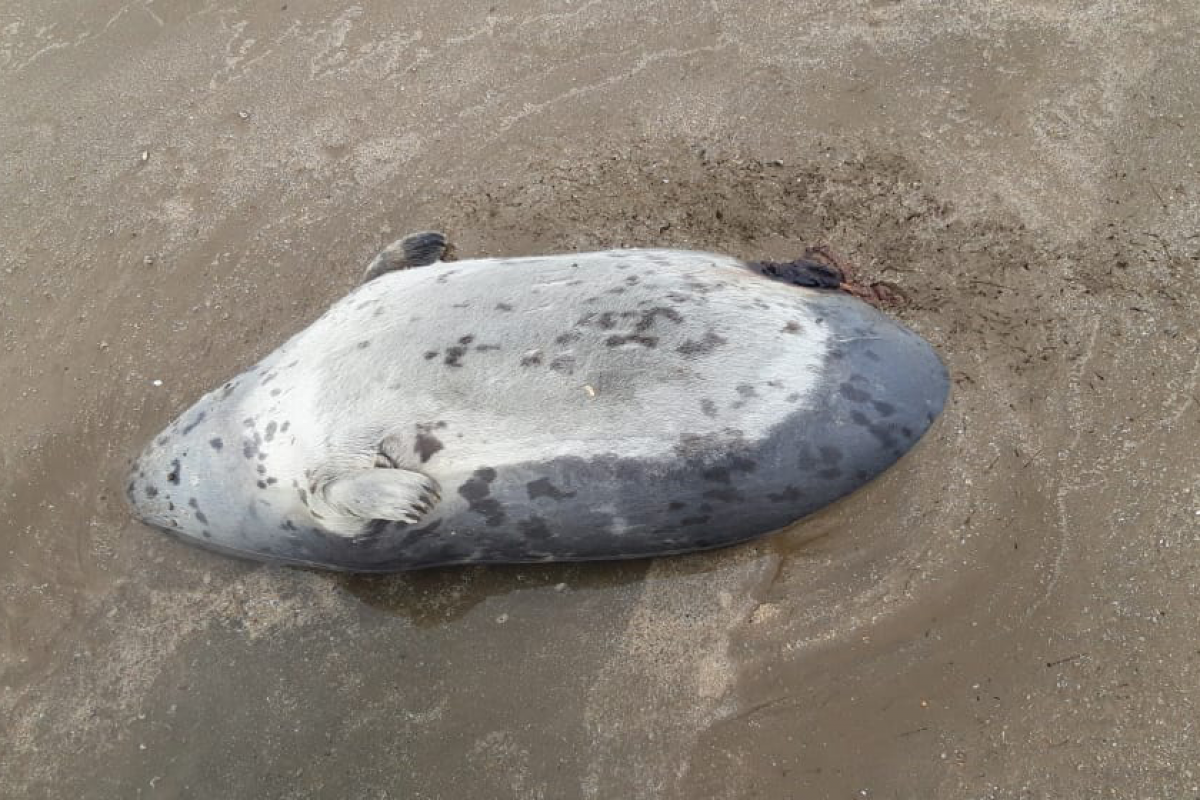 Bodies of 10 seals found in Pirshaghi coast of Caspian Sea