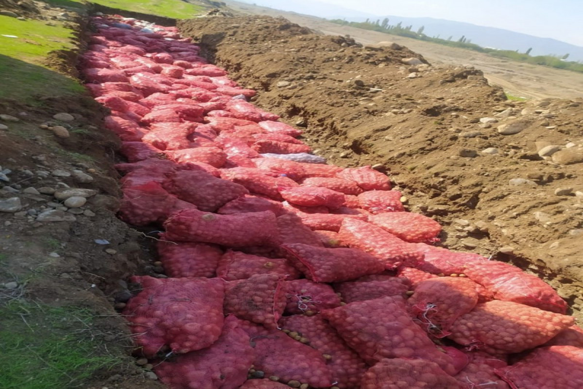 Azerbaijan detects pests in potatoes imported from Russia