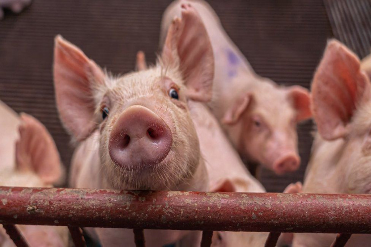 US surgeons test pig kidney transplant in a human