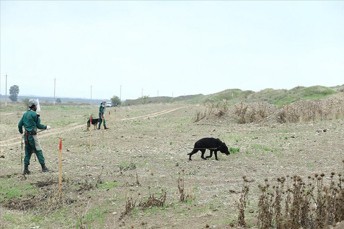 ANAMA chairperson: “Azerbaijan will expand cooperation with Turkey in the field of demining”