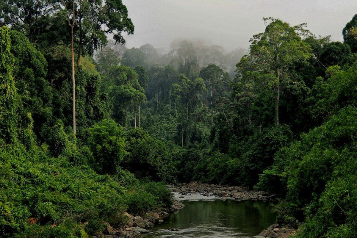 One in three trees face extinction in wild, says new report