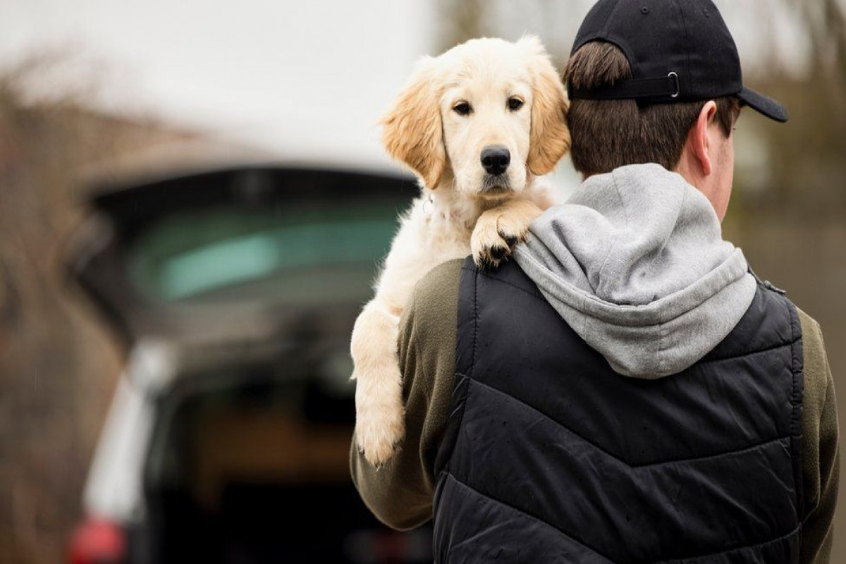 England to criminalize pet abduction