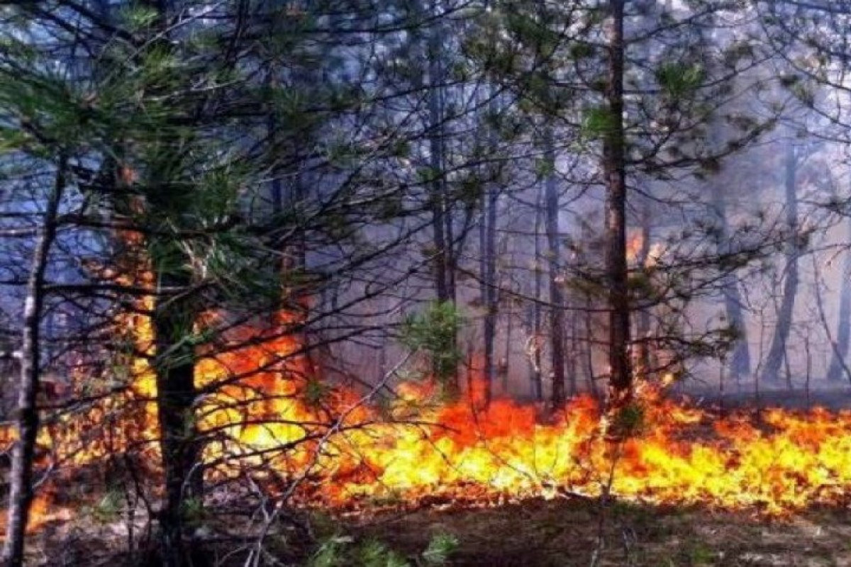 Iran assisted Armenia in extinguishing forest fires 